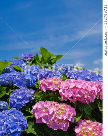 仲夏繡球花圖像 仲夏繡球花圖像 122799732