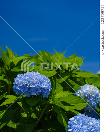 Midsummer hydrangea image 122799733