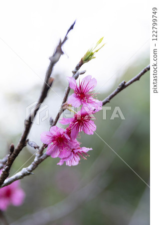 Cherry Blossoms Cherry Blossoms 122799749