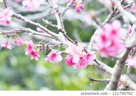 Cherry blossom image 122799762
