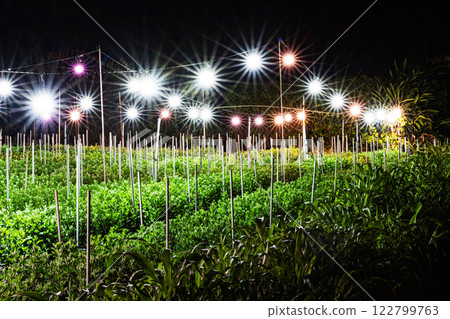 Illuminated Chrysanthemums - Chrysanthemum Illumination 4 122799763