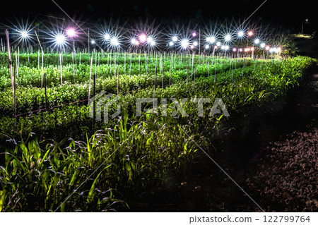 Illuminated Chrysanthemums - Chrysanthemum Illumination 3 Illuminated Chrysanthemums - Chrysanthemum Illumination 3 122799764