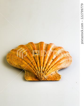 Natural sea shell close-up. Sea scallop on a white background. 122799779