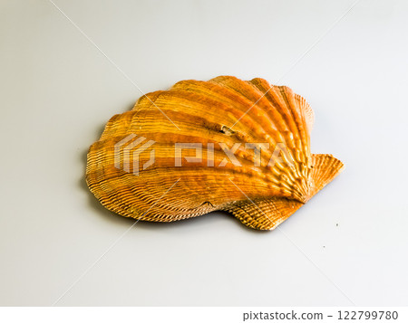Natural sea shell. Sea scallop on a white background. 122799780