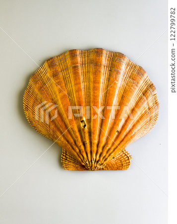 Aquatic natural sea shell. Close-up of a scallop, white background. Aquatic natural sea shell. Close-up of a scallop, white background. 122799782