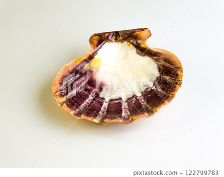 Aquatic natural sea shell close-up. Sea scallop on a white background. Aquatic natural sea shell close-up. Sea scallop on a white background. 122799783