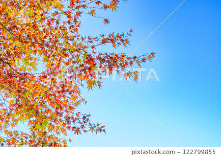 豐田市(愛知縣)香嵐溪的紅葉與藍天美景 豐田市(愛知縣)香嵐溪的紅葉與藍天美景 122799855