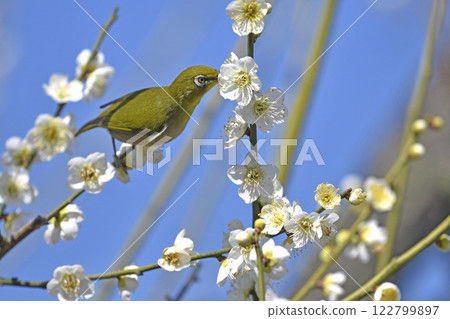 White-eye on white plum blossoms in full bloom (spring image) (dynamic image) White-eye on white plum blossoms in full bloom (spring image) (dynamic image) 122799897