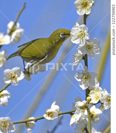 盛開的繡眼鳥(春天圖)(動態圖) 盛開的繡眼鳥(春天圖)(動態圖) 122799903