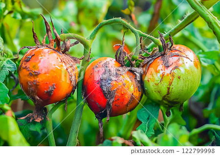 Tomatoes damaged and infected with a fungus disease late blight in the garden 122799998