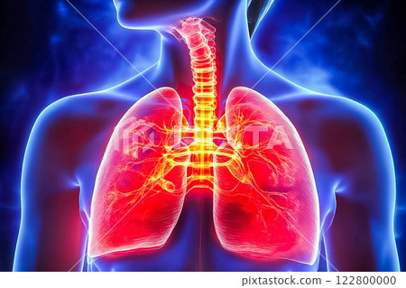 Lung organ. Respiratory system and chest concept 122800000