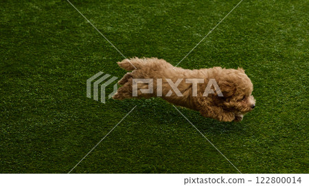 Adorable act give dog, small Maltipoo puppy with brown curly fur joyfully running on grassy surface, playing outdoors. 122800014