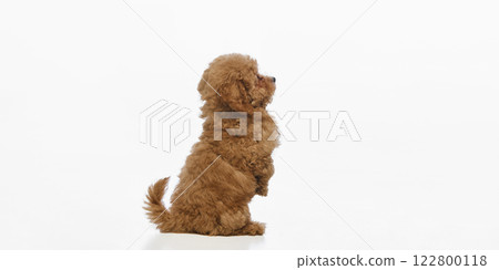 Adorable, smart, purebred Maltipoo puppy with curly hair sitting on hind legs with front paws raised isolated on white studio background Adorable, smart, purebred Maltipoo puppy with curly hair sitting on hind legs with front paws raised isolated on white studio background 122800118