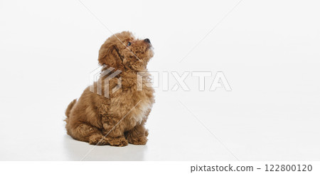 Side view image of calm, adorable Maltipoo puppy with curly brown fur, sitting and looking upwards isolated on white studio background 122800120