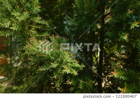 Melaleuca bracteata macro leaves small world 122800467