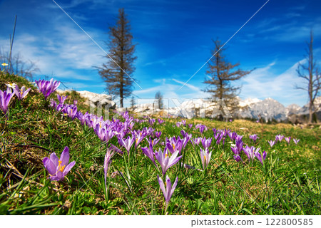 Spring crocus flowers in the green grass, Velika Planina, Kamnic, Slovenia Spring crocus flowers in the green grass, Velika Planina, Kamnic, Slovenia 122800585