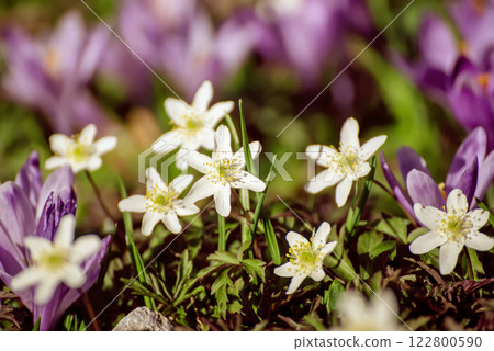 White anemone and crocus flowers growing in spring forest, natural seasonal background White anemone and crocus flowers growing in spring forest, natural seasonal background 122800590
