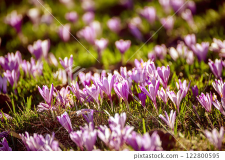 Spring crocus flowers in the green grass, Easter seasonal background Spring crocus flowers in the green grass, Easter seasonal background 122800595
