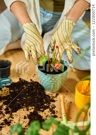 Gardener repotting houseplant in ceramic pot with soil and gloves 122800714