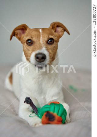 Jack Russell Terrier chewing rope toy on bed Jack Russell Terrier chewing rope toy on bed 122800727