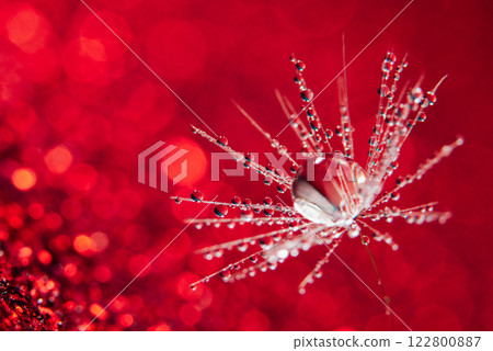 dandelion at red background. Freedom to Wish. Seed macro closeup. Goodbye Summer. Hope and dreaming concept. Fragility. Springtime. soft focus on water droplets. Macro nature. Beautiful dew drops dandelion at red background. Freedom to Wish. Seed macro closeup. Goodbye Summer. Hope and dreaming concept. Fragility. Springtime. soft focus on water droplets. Macro nature. Beautiful dew drops 122800887
