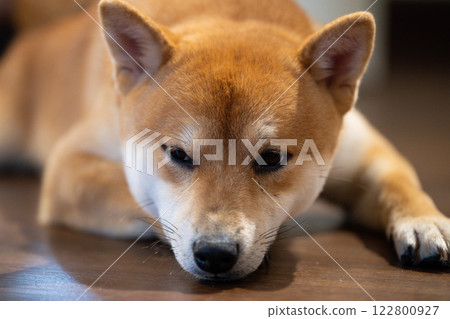 Shiba Inu relaxing indoors on wooden floor during a calm afternoon Shiba Inu relaxing indoors on wooden floor during a calm afternoon 122800927