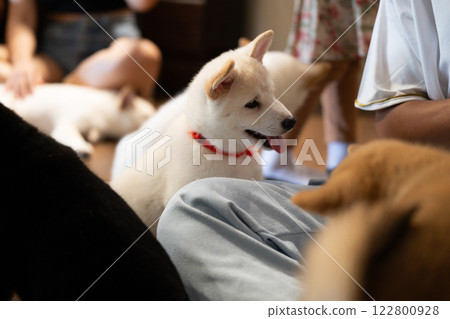 Pups interacting with people in a cozy indoor space during a gathering Pups interacting with people in a cozy indoor space during a gathering 122800928