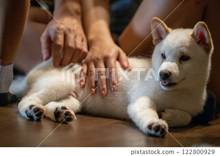 White puppy enjoys affectionate pets while relaxing indoors with people in a cozy environment White puppy enjoys affectionate pets while relaxing indoors with people in a cozy environment 122800929