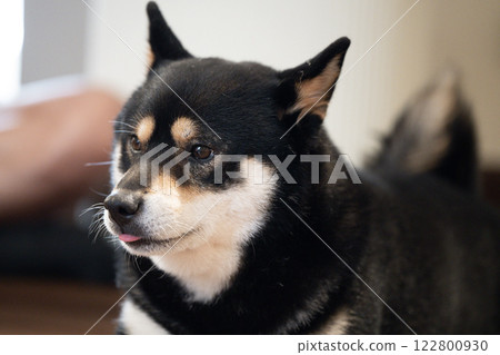 Black and tan shiba inu with playful expression resting indoors during afternoon light Black and tan shiba inu with playful expression resting indoors during afternoon light 122800930