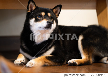 Shiba Inu relaxes comfortably on a wooden floor in a cozy indoor setting during the afternoon Shiba Inu relaxes comfortably on a wooden floor in a cozy indoor setting during the afternoon 122800943