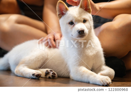 Fluffy white puppy enjoys gentle petting inside a cozy room during a warm afternoon Fluffy white puppy enjoys gentle petting inside a cozy room during a warm afternoon 122800968