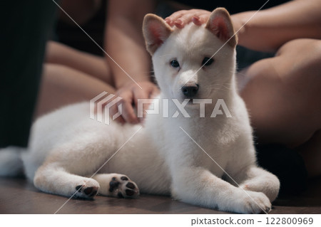 Cute white puppy relaxing while people gently pet it at home in the evening Cute white puppy relaxing while people gently pet it at home in the evening 122800969