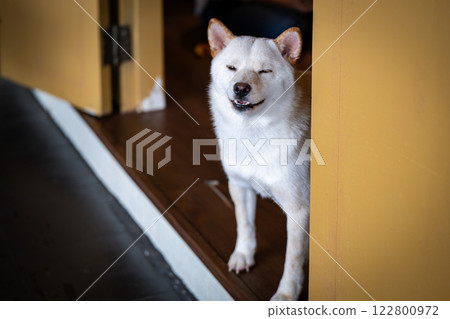 White dog standing at doorway with a playful expression in a cozy indoor environment during the afternoon 122800972