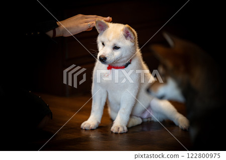 Playful white puppy being petted by a person in a cozy indoor setting Playful white puppy being petted by a person in a cozy indoor setting 122800975