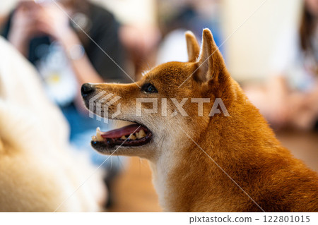 Shiba Inu enjoying a peaceful moment surrounded by people in a cozy indoor setting 122801015