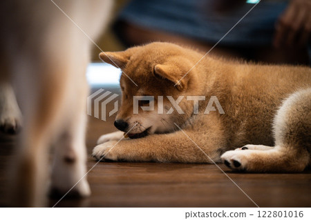 Playful shiba inu puppy resting on wooden floor in a cozy indoor setting during afternoon 122801016