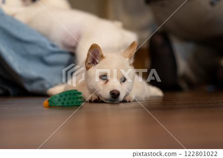 Shiba Inu puppy relaxing on the floor, surrounded by playful companions in a cozy indoor setting 122801022