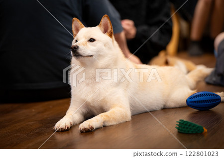 Shiba Inu relaxing on wooden floor surrounded by people and toys in a cozy indoor setting 122801023