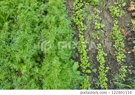 Gardening. Growing herbs in a wooden garden box. Growing dill and parsley in raised beds. High quality photo Gardening. Growing herbs in a wooden garden box. Growing dill and parsley in raised beds. High quality photo 122801116