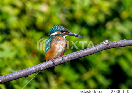 Kingfisher perching on a branch Kingfisher perching on a branch 122801328