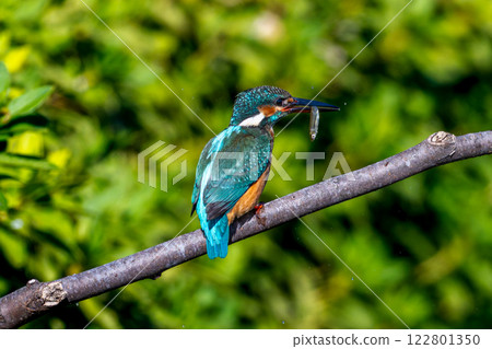 Kingfisher holding a fish Kingfisher holding a fish 122801350