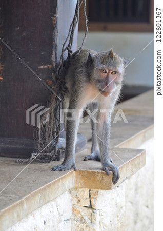 Monkey thief sitting with stolen glasses at sunset near Uluwatu temple, Bali island landscape. Famous Indonesia landmark at a dusk 122801367