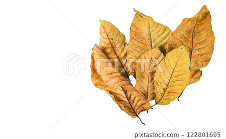 Detailed cutout of yellowish leaves with clipping paths on white background allowing for easy editing. Perfect for digital art, nature inspired designs, and environmental themed projects. 122801695