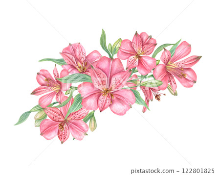 Pink alstroemeria flowers bouquet watercolor illustration isolated background. Tropical blooming plants floral composition for Valentine day greeting card, birthday invitation, package decor Pink alstroemeria flowers bouquet watercolor illustration isolated background. Tropical blooming plants floral composition for Valentine day greeting card, birthday invitation, package decor 122801825
