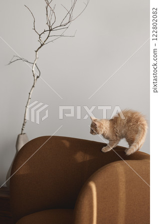 Two month old ginger fluffy kitten exploring on brown lounge chair 122802082