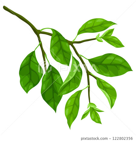 Illustration of branch with leaves. Spring or summer stylized foliage. 122802356
