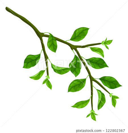 Illustration of branch with leaves. Spring or summer stylized foliage. 122802367