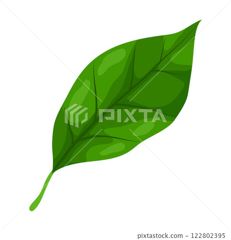 Illustration of leaf. Spring or summer stylized foliage. 122802395
