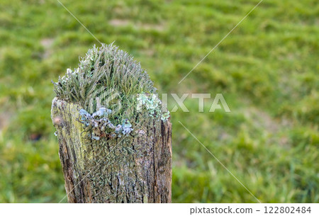 green lichens on a fence post 122802484