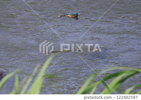 Kingfisher in flight 122802597
